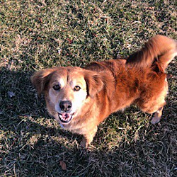 bonded pet photo