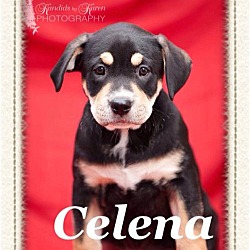Thumbnail photo of Celena #1