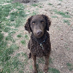 Photo of Piper