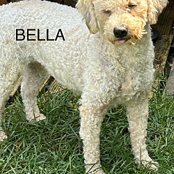 Thumbnail photo of Bella #2