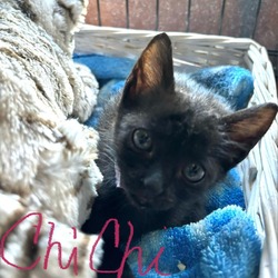 Thumbnail photo of Chichi #2