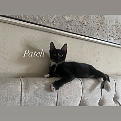 Thumbnail photo of Patch #2