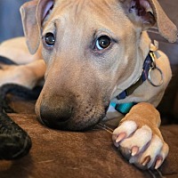 adopt a pet