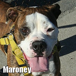 Thumbnail photo of Maroney #1