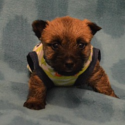 Photo of Cairn Terrier Puppies