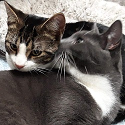 Photo of Marley and Mortimer: Courtesy Post
