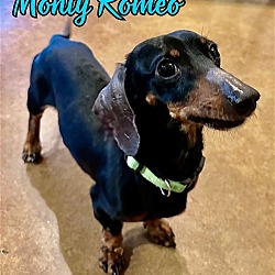 Thumbnail photo of Monty Romeo #4