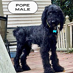 Thumbnail photo of Pope #1