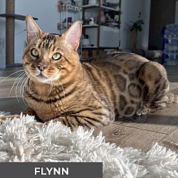 Thumbnail photo of Flynn #1