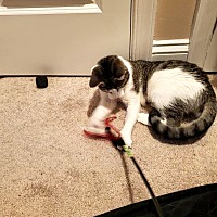 adopt a pet
