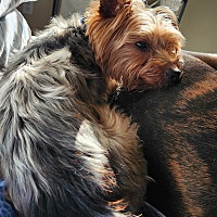 adopt a pet