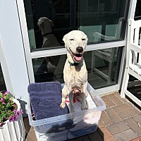 adopt a pet