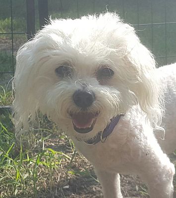 Wichita, KS - Bichon Frise/Poodle (Miniature). Meet Cotton a Pet for ...