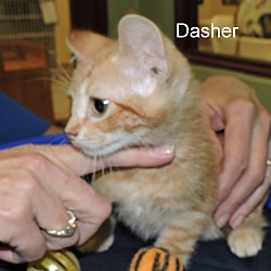 Thumbnail photo of Dasher #3