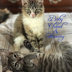 Thumbnail photo of Hammy #2