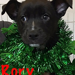 Thumbnail photo of Rory-Adopted! #2