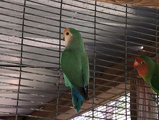 Christmas, FL - Lovebird. Meet Lovebirds (2) a Pet for Adoption ...