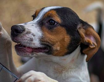 petsmart wholehearted