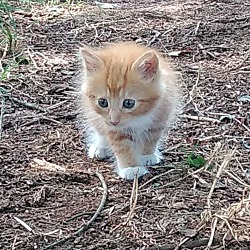 Photo of Kitten1