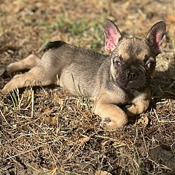 Dog for adoption - COOKIE!!, a French Bulldog in Citrus Heights, CA