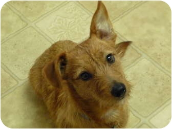 australian terrier dachshund mix