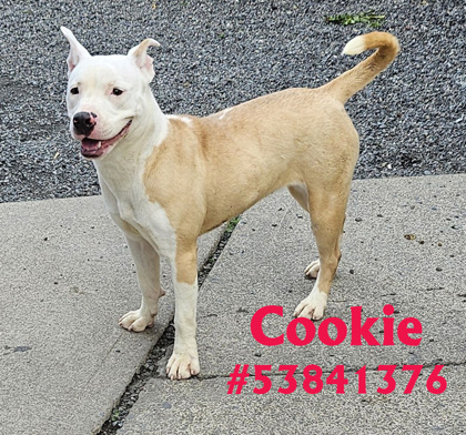 Photo of Cookie -#18