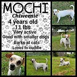 Thumbnail photo of Mochi #1