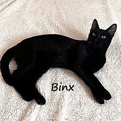 Thumbnail photo of Binx #Hocus-Pocus-crew #1