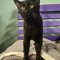 adopt-pet