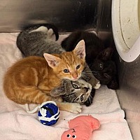 adopt a pet