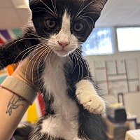 adopt a pet