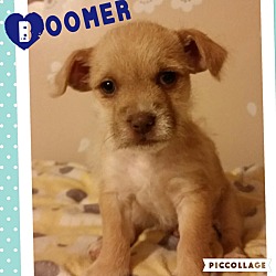Thumbnail photo of Boomer #1
