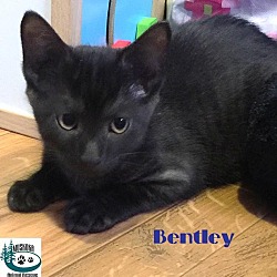 Thumbnail photo of Bentley-Adopted-September 2017 #1