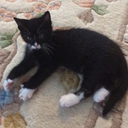 Thumbnail photo of Black white Female tux kitten #3