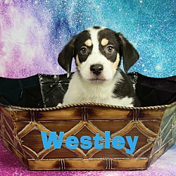 Photo of Westley