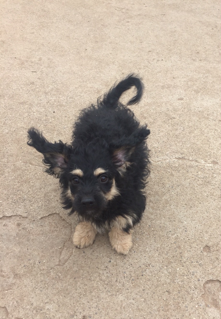 Adopt Gremlin a Black - with Tan, Yellow or Fawn Cockapoo ...