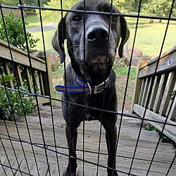 Photo of Bear
