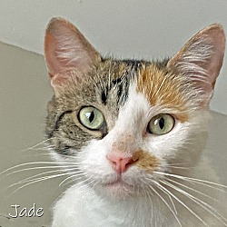 Photo of Jade