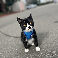 adopt a pet