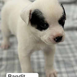 Thumbnail photo of Bandit #2