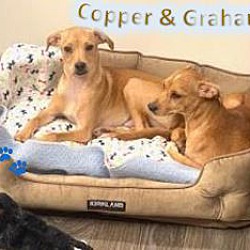 Thumbnail photo of Copper and Graham #1