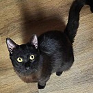 Adopt A Pet :: Beau - Locust Grove, GA