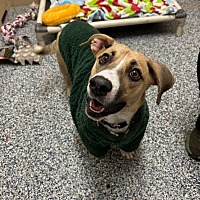 adopt a pet