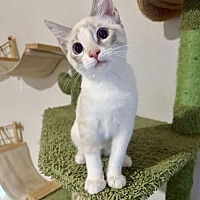 adopt-pet