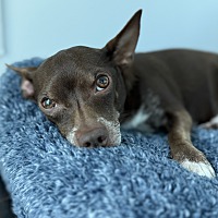 adopt a pet