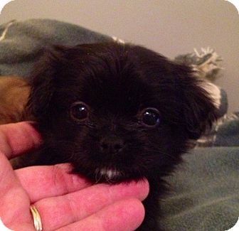 japanese chin poodle mix for sale