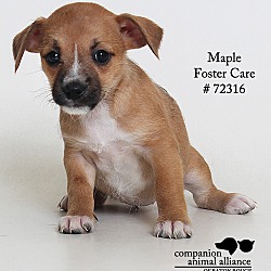 Thumbnail photo of Maple  (Foster Care) #1