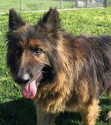 Silverton, Or - German Shepherd Dog. Meet Lily A Pet For Adoption 