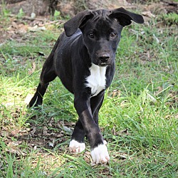 Thumbnail photo of Lucile~adopted! #2