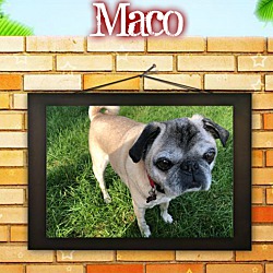 Thumbnail photo of Maco #1